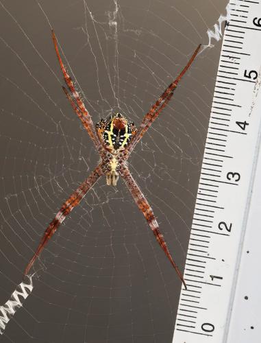 Réf. 276 330 : Argiope sp.